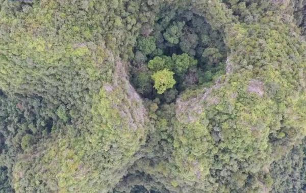 72.4米！贫瘠的喀斯特地区为何长出参天树？