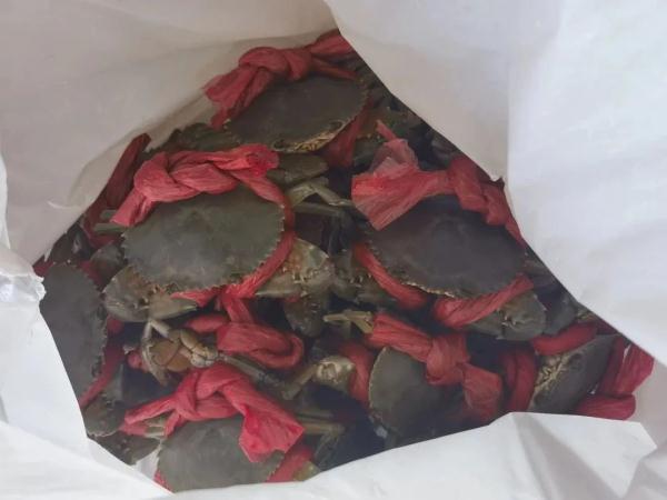 7斤多螃蟹3斤多的绳子!知名旅游城市一海鲜店被查处! 7斤多螃蟹3斤多的绳子!知名旅游城市一海鲜店被查处!