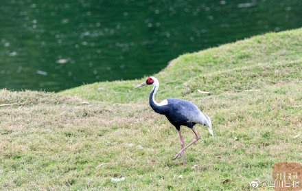 国宝级珍禽白枕鹤现身四川 国宝级珍禽白枕鹤现身四川