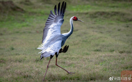 国宝级珍禽白枕鹤现身四川 国宝级珍禽白枕鹤现身四川