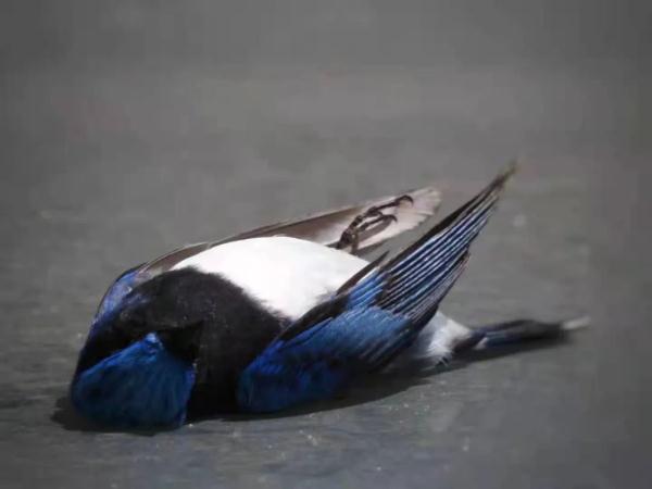 城市玻璃墙，防“鸟撞”在行动