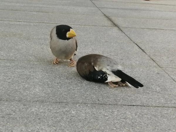 城市玻璃墙，防“鸟撞”在行动