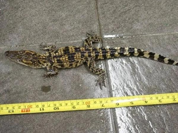 近2米长!香港村屋附近惊现“野生”鳄鱼 近2米长!香港村屋附近惊现“野生”鳄鱼