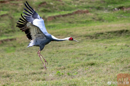 国宝级珍禽白枕鹤现身四川 国宝级珍禽白枕鹤现身四川