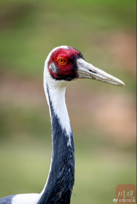 国宝级珍禽白枕鹤现身四川 国宝级珍禽白枕鹤现身四川
