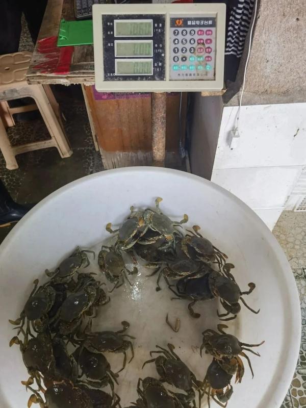 7斤多螃蟹3斤多的绳子!知名旅游城市一海鲜店被查处! 7斤多螃蟹3斤多的绳子!知名旅游城市一海鲜店被查处!