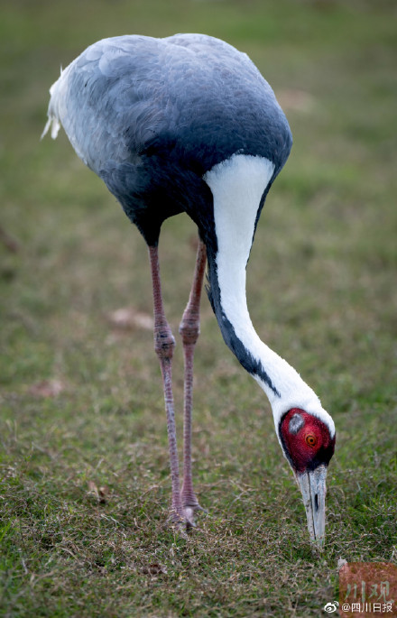 国宝级珍禽白枕鹤现身四川 国宝级珍禽白枕鹤现身四川