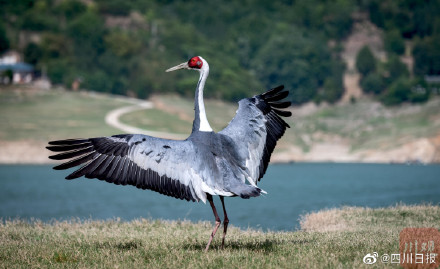 国宝级珍禽白枕鹤现身四川 国宝级珍禽白枕鹤现身四川