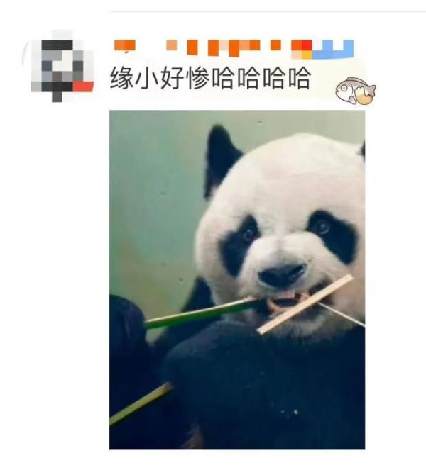 新晋网红“缘小”!靠倒霉火上热搜 新晋网红“缘小”!靠倒霉火上热搜