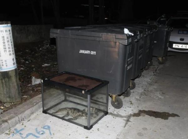 近2米长!香港村屋附近惊现“野生”鳄鱼 近2米长!香港村屋附近惊现“野生”鳄鱼