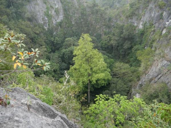 72.4米！贫瘠的喀斯特地区为何长出参天树？