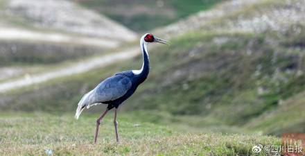 国宝级珍禽白枕鹤现身四川 国宝级珍禽白枕鹤现身四川