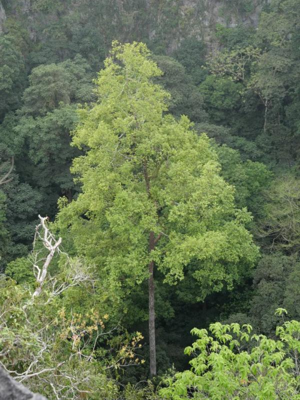 72.4米！贫瘠的喀斯特地区为何长出参天树？