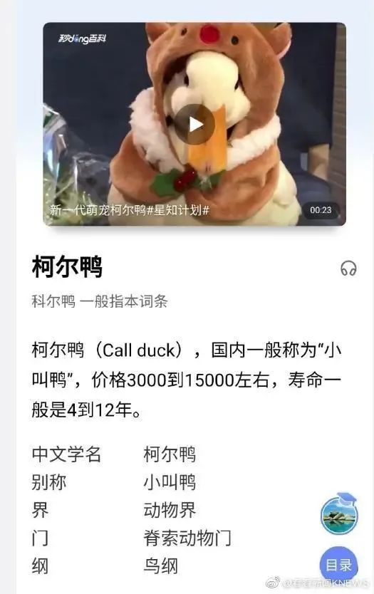 宠物鸭散步被掳差点成“老鸭煲”,行拘! 宠物鸭散步被掳差点成“老鸭煲”,行拘!