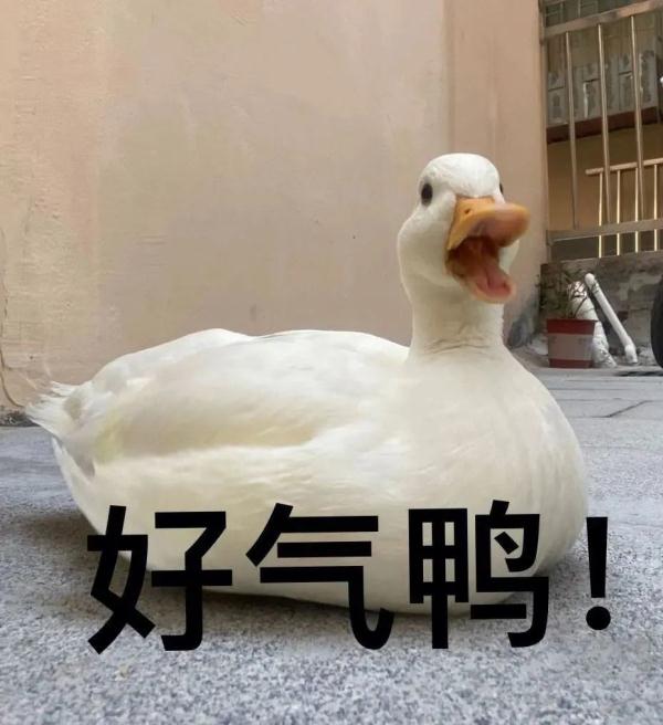 宠物鸭散步被掳差点成“老鸭煲”,行拘! 宠物鸭散步被掳差点成“老鸭煲”,行拘!