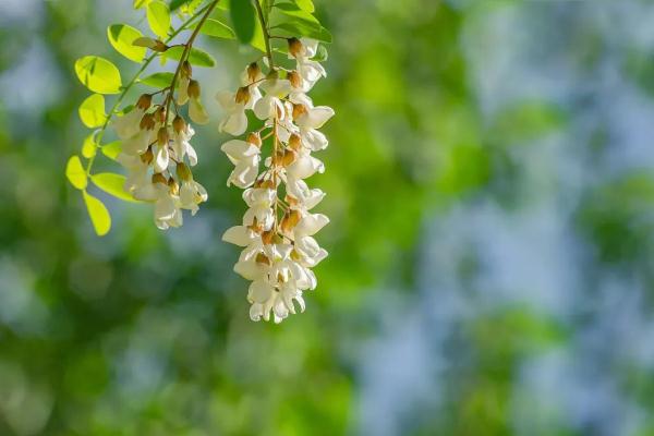 春日里这花要常吃，清肝降火又杀菌，还能护血管！