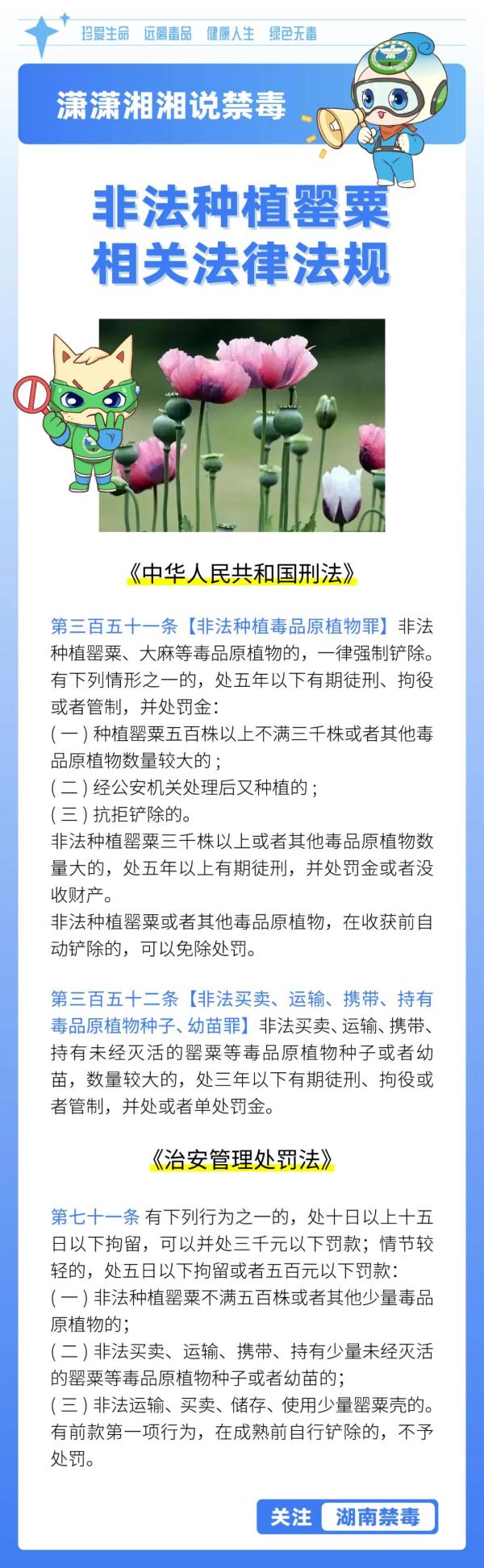 种植罂粟“尝鲜”、治病、观赏……湖南多人受罚