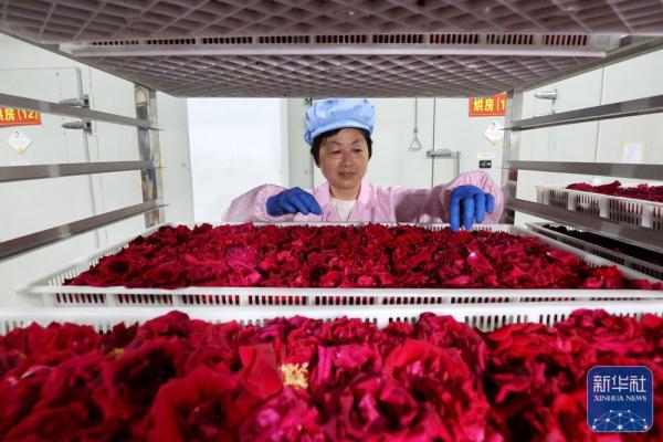 安徽黄山:玫瑰产业促增收 安徽黄山:玫瑰产业促增收