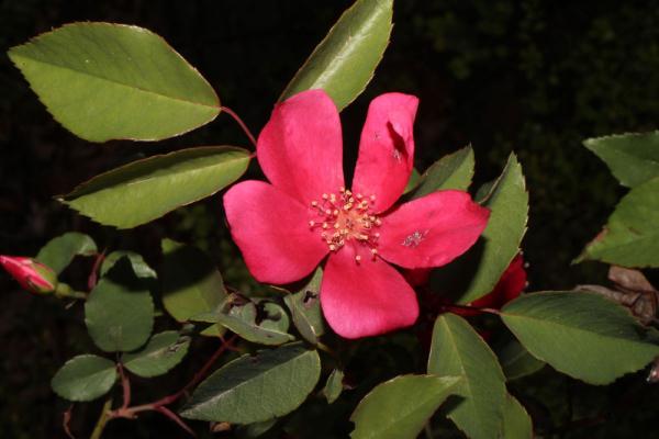 乡村里的野生月季花图片