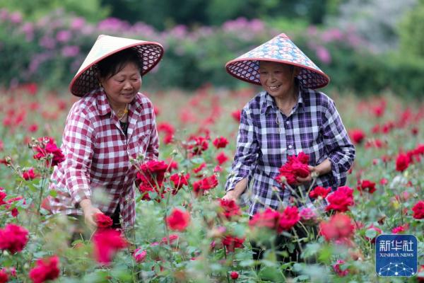 安徽黄山:玫瑰产业促增收 安徽黄山:玫瑰产业促增收