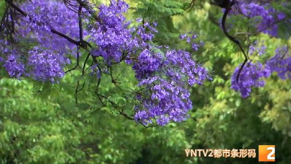 吃货灵魂拷问：蓝花楹的花能吃吗？答案……