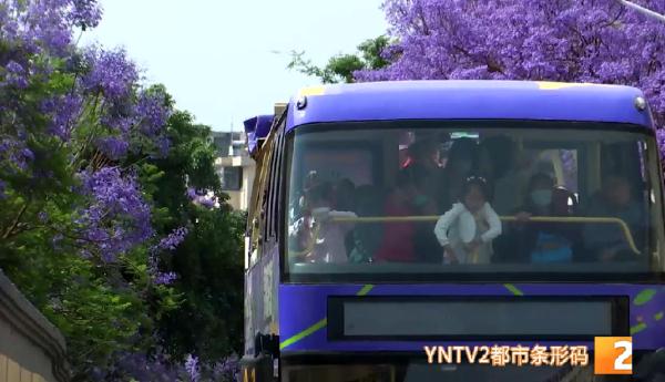 吃货灵魂拷问：蓝花楹的花能吃吗？答案……