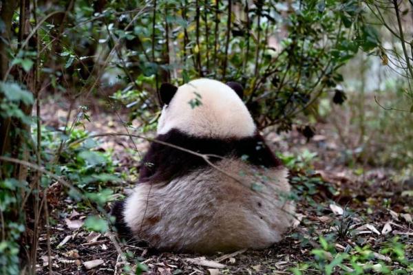 最牛赏“花”!一只“顶流猫儿”助力成都熊猫基地成五一全国最火景点之一 最牛赏“花”!一只“顶流猫儿”助力成都熊猫基地成五一全国最火景点之一