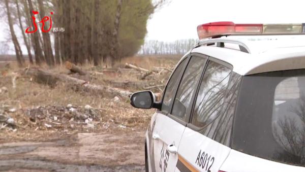 哈尔滨10多棵杨树被人伐倒!“好大哥”人脉广?两男子都被骗了 哈尔滨10多棵杨树被人伐倒!“好大哥”人脉广?两男子都被骗了