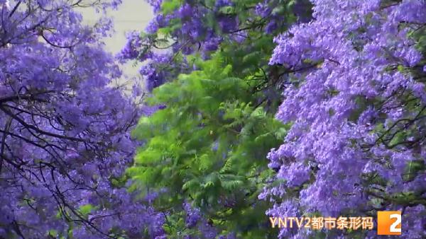 吃货灵魂拷问：蓝花楹的花能吃吗？答案……