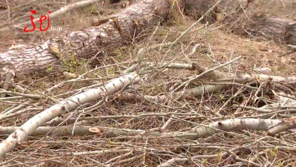 哈尔滨10多棵杨树被人伐倒!“好大哥”人脉广?两男子都被骗了 哈尔滨10多棵杨树被人伐倒!“好大哥”人脉广?两男子都被骗了