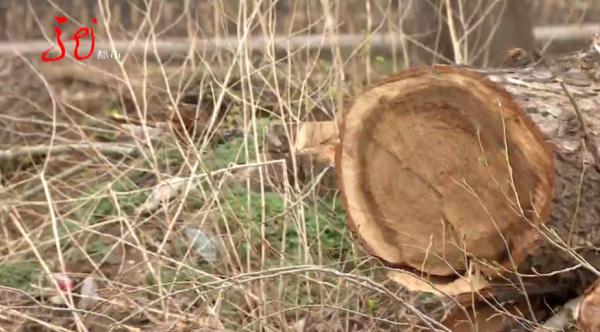 哈尔滨10多棵杨树被人伐倒!“好大哥”人脉广?两男子都被骗了 哈尔滨10多棵杨树被人伐倒!“好大哥”人脉广?两男子都被骗了