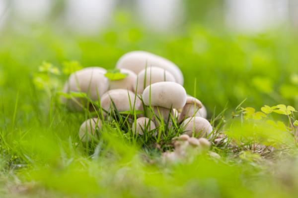 广东疾控:这些野菜野蘑菇,都有毒! 广东疾控:这些野菜野蘑菇,都有毒!