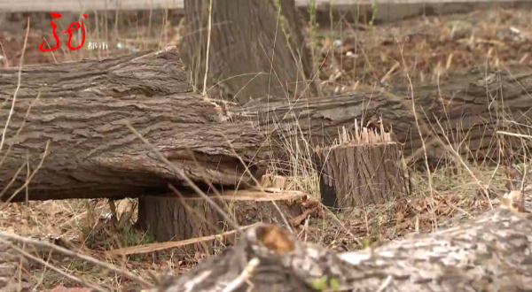 哈尔滨10多棵杨树被人伐倒!“好大哥”人脉广?两男子都被骗了 哈尔滨10多棵杨树被人伐倒!“好大哥”人脉广?两男子都被骗了