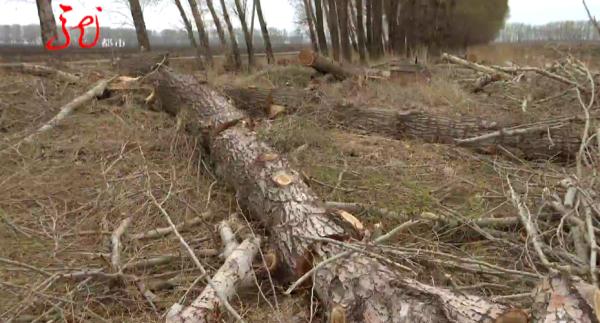 哈尔滨10多棵杨树被人伐倒!“好大哥”人脉广?两男子都被骗了 哈尔滨10多棵杨树被人伐倒!“好大哥”人脉广?两男子都被骗了