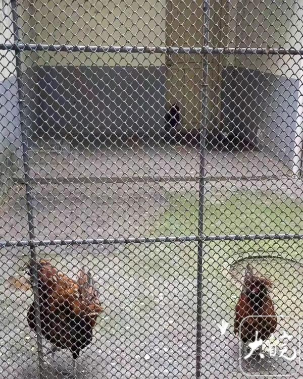 “狗”“羊”代替狮子和梅花鹿？感觉智商被侮辱！