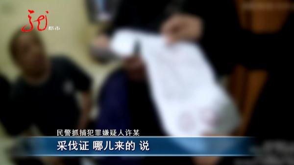 哈尔滨10多棵杨树被人伐倒!“好大哥”人脉广?两男子都被骗了 哈尔滨10多棵杨树被人伐倒!“好大哥”人脉广?两男子都被骗了