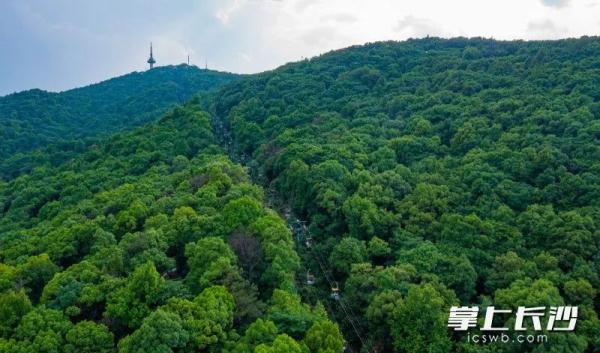 岳麓山索道，后天停运！