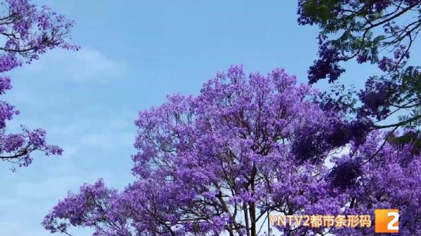 吃货灵魂拷问：蓝花楹的花能吃吗？答案……