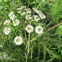 广东疾控:这些野菜野蘑菇,都有毒! 广东疾控:这些野菜野蘑菇,都有毒!