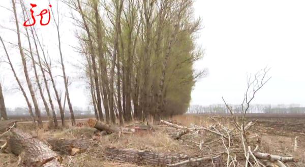 哈尔滨10多棵杨树被人伐倒!“好大哥”人脉广?两男子都被骗了 哈尔滨10多棵杨树被人伐倒!“好大哥”人脉广?两男子都被骗了