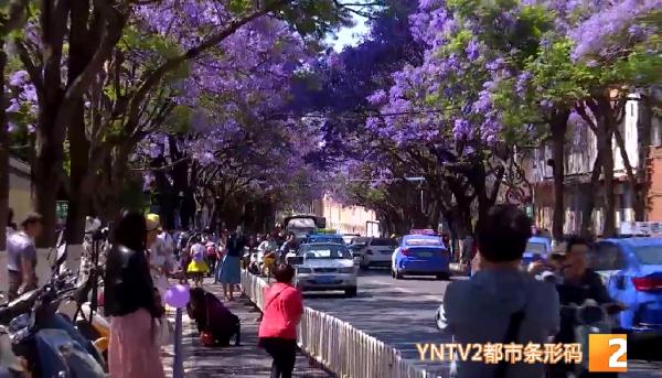 吃货灵魂拷问：蓝花楹的花能吃吗？答案……