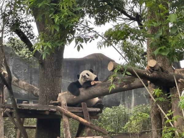 最牛赏“花”!一只“顶流猫儿”助力成都熊猫基地成五一全国最火景点之一 最牛赏“花”!一只“顶流猫儿”助力成都熊猫基地成五一全国最火景点之一