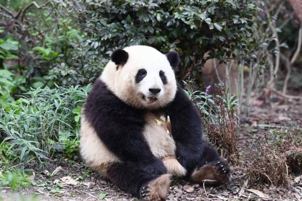 最牛赏“花”!一只“顶流猫儿”助力成都熊猫基地成五一全国最火景点之一 最牛赏“花”!一只“顶流猫儿”助力成都熊猫基地成五一全国最火景点之一
