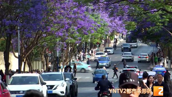 吃货灵魂拷问：蓝花楹的花能吃吗？答案……