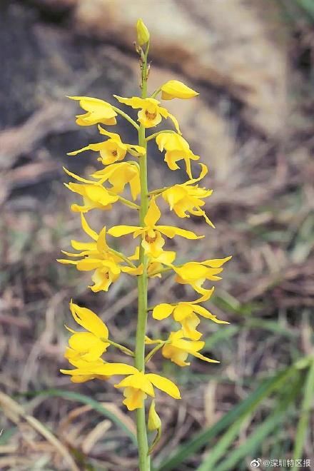 惊艳的黄花美冠兰、罕见的台湾假黄杨……深圳发现多个植物新纪录 惊艳的黄花美冠兰、罕见的台湾假黄杨……深圳发现多个植物新纪录