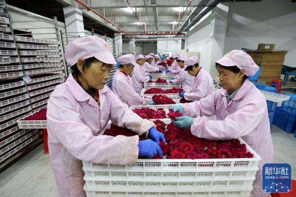 安徽黄山:玫瑰产业促增收 安徽黄山:玫瑰产业促增收