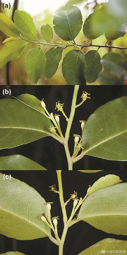惊艳的黄花美冠兰、罕见的台湾假黄杨……深圳发现多个植物新纪录 惊艳的黄花美冠兰、罕见的台湾假黄杨……深圳发现多个植物新纪录