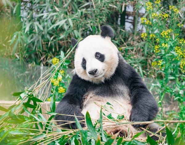 了解大熊猫的营养需求和食性特点,为大熊猫营养学提供了重要数据