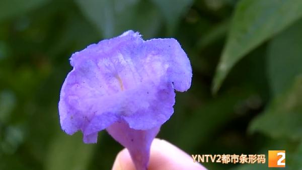 吃货灵魂拷问：蓝花楹的花能吃吗？答案……