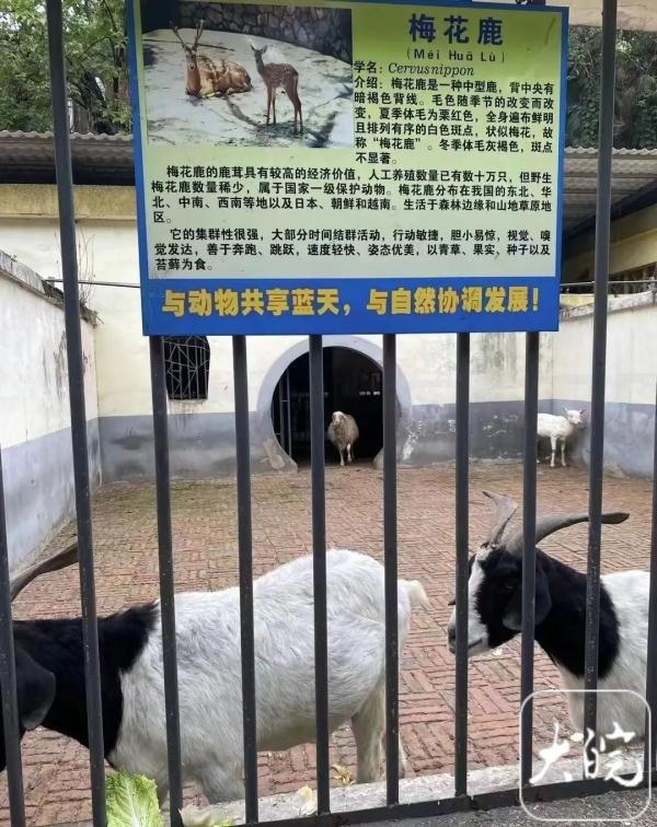 “狗”“羊”代替狮子和梅花鹿？感觉智商被侮辱！